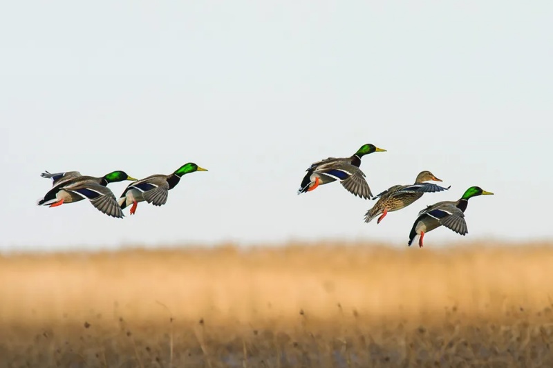 waterfowl hunting